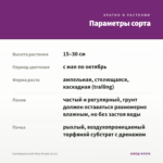 Калибрахоа Kali Ultra Purple (0,1л) — параметры сорта