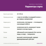 Калибрахоа Kali Ultra Purple (срезы/5 шт) — параметры сорта