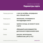 Калибрахоа Kali Ultra Purple (срезы/5шт) — параметры сорта