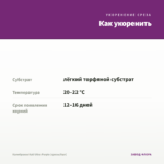 Калибрахоа Kali Ultra Purple (срезы/5шт) — как укоренить черенок