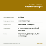 Калибрахоа LIA Abstract Lemon Cherry (0,1л) — параметры сорта