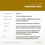 Калибрахоа LIA Abstract Lemon Cherry (срез/5шт) — параметры сорта