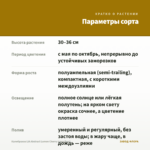 Калибрахоа LIA Abstract Lemon Cherry (срез/5шт) — параметры сорта