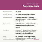 Калибрахоа Lia Abstract Pink (0,1л.) — параметры сорта