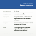 Калибрахоа Lia Blue (срезы/5шт) — параметры сорта