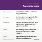 Калибрахоа Lia Blue (срезы/5шт) — параметры сорта