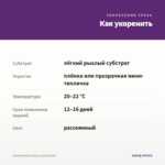 Калибрахоа Lia Blue (срезы/5шт) — как укоренить черенок