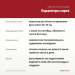 Калибрахоа Lia Chili Pepper (0,1л) — параметры сорта