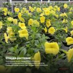 Калибрахоа Lia Chili Pepper (0,1л) — откуда растение: вертикальная ферма Завода ФЛОРА в Кемерово