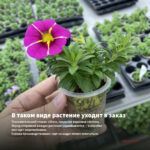 Калибрахоа Lia Chili Pepper (0,1л) — в таком виде растение уходит в заказ