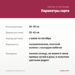 Калибрахоа Lia Cranberry (0,1л) — параметры сорта