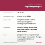 Калибрахоа Lia Cranberry (срезы/5шт) — параметры сорта