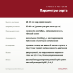 Калибрахоа Lia Dark Red (0,1л) — параметры сорта
