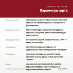 Калибрахоа Lia Dark Red (срезы/5шт) — параметры сорта