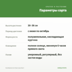Калибрахоа Lia Glaze (срез/5шт) — параметры сорта