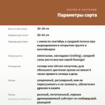 Калибрахоа Lia Melon (0,1л) — параметры сорта