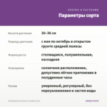 Калибрахоа LIA Spark Lavender (0,1л) — параметры сорта