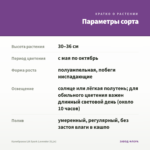 Калибрахоа LIA Spark Lavender (0,1л) — параметры сорта