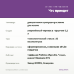 Калибрахоа LIA Spark Lavender (0,1л) — что приедет