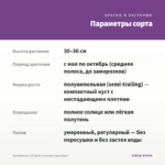 Калибрахоа LIA Spark Lavender (срез/5шт) — параметры сорта