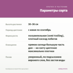 Калибрахоа Lia Spark Pink (срезы/5шт) — параметры сорта