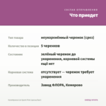 Калибрахоа Lia Spark Pink (срезы/5шт) — что приедет