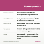 Калибрахоа M.F. Neo Double Loopy Pink (0,1л) — параметры сорта