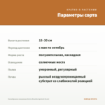 Калибрахоа махровая Aloha Double Apricot (0,1л) — параметры сорта