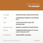 Калибрахоа махровая Aloha Double Apricot (0,1л) — что приедет