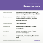 Калибрахоа махровая Aloha Double Lavender (0,1л) — параметры сорта