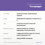 Калибрахоа махровая Aloha Double Lavender (0,1л) — что приедет