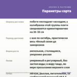 Калибрахоа махровая Aloha Double Lavender (срезы 5 шт) — параметры сорта