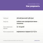 Калибрахоа махровая Aloha Double Lavender (срезы 5 шт) — как укоренить черенок