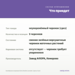 Калибрахоа махровая Aloha Double Lavender (срезы 5 шт) — что приедет