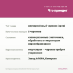 Калибрахоа махровая Aloha Double Pink Star (срезы 5 шт) — что приедет