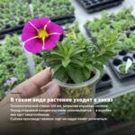 Калибрахоа махровая Aloha Double Purple (0,1л) — в таком виде растение уходит в заказ