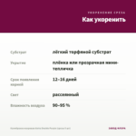 Калибрахоа махровая Aloha Double Purple (срезы 5 шт) — как укоренить черенок