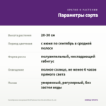 Калибрахоа махровая MiniFamous Neo Double Blue (0,1л) — параметры сорта
