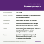 Калибрахоа махровая MiniFamous Neo Double Blue (срезы 5 шт) — параметры сорта