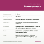 Калибрахоа Million Bells Trailing Fuchsia (срезы/5шт) — параметры сорта