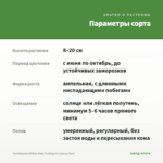 Калибрахоа Million Bells Trailing Ice (срезы/5шт) — параметры сорта