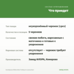 Калибрахоа Million Bells Trailing Ice (срезы/5шт) — что приедет