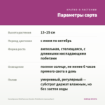 Калибрахоа MiniFamous Double PinkMania (срезы/5шт) — параметры сорта
