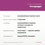Калибрахоа MiniFamous Double PinkMania (срезы/5шт) — что приедет