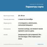 Калибрахоа MiniFamous Neo Double Light Blue (0,1л) — параметры сорта
