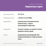 Калибрахоа MiniFamous Neo Double Loopy Lavender (0,1л) — параметры сорта