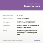 Калибрахоа MiniFamous Neo Double Loopy Lavender (0,1л) — параметры сорта