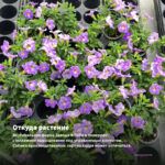 Калибрахоа MiniFamous Neo Double Loopy Lavender (срез/5шт) — откуда растение: вертикальная ферма Завода ФЛОРА в Кемерово