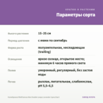 Калибрахоа MiniFamous Neo Double Loopy Lavender (срез/5шт) — параметры сорта