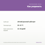 Калибрахоа MiniFamous Neo Double Loopy Lavender (срез/5шт) — как укоренить черенок
